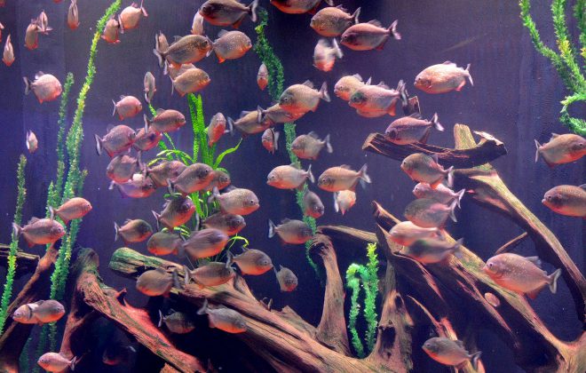 Antalya Aquarium – Kaden Group